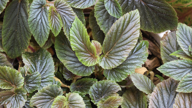 An angel wing begonia showing the striking leaves