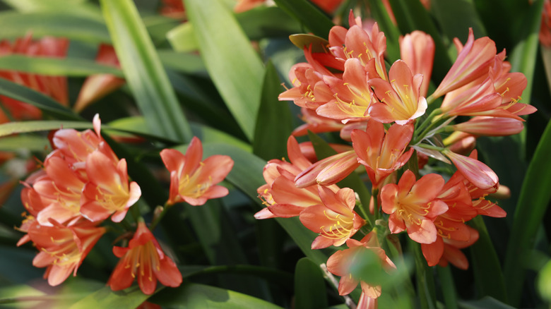 Closeup of the stunning clivia flowers