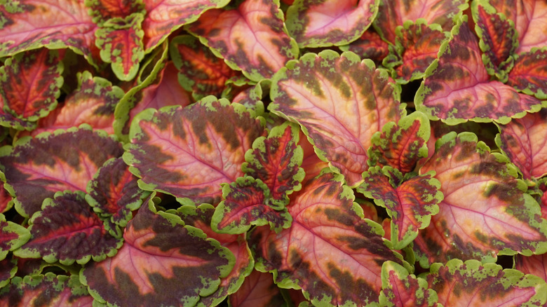 Closeup of the stunning colored leaves of Coleus 'Wizard Coral Sunrise'