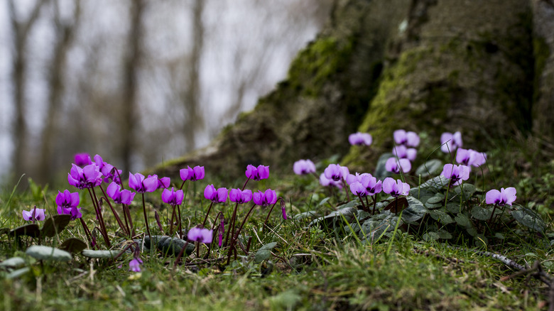 Pretty flowering cyclamen growing under the shade of a large tree
