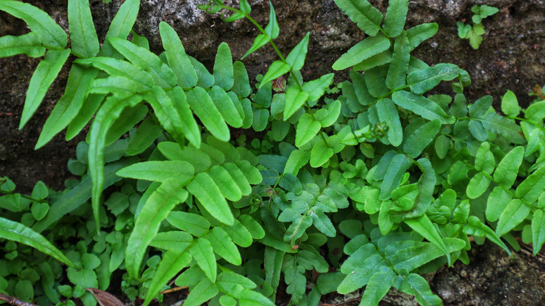 Closeup of the interesting foliage of the California polypody fern