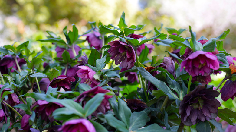 Stunning hellebores blooming in the garden