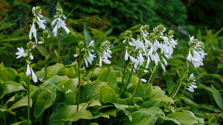 Hosta ﻿plantaginea in full bloom
