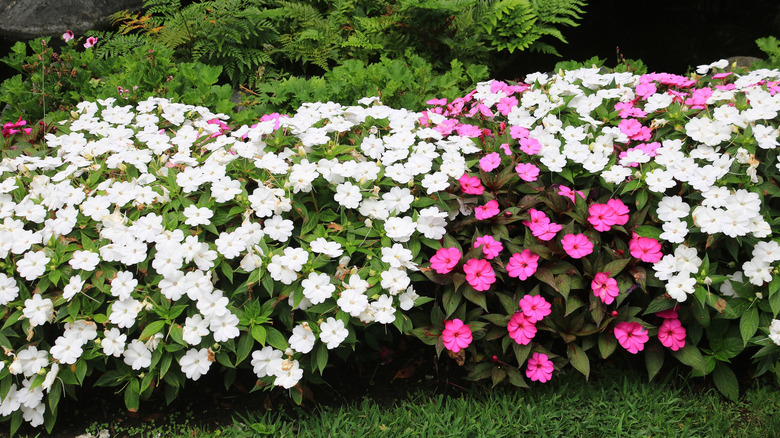 A stunning shade garden filled with impatiens and ferns