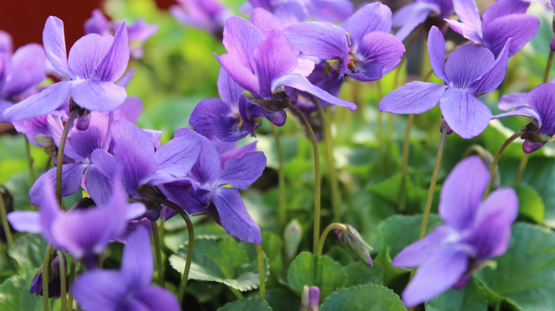 Sweet violets in full bloom