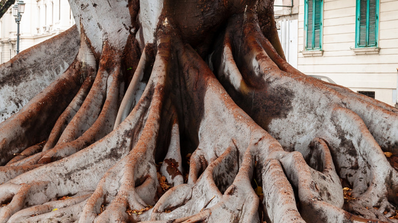A huge magnolia tree with massive surface roots growing beside a house.