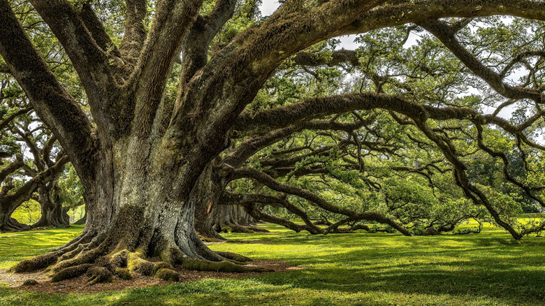 An ancient oak tree in a park with some of its thick, spreading root system visible above ground.