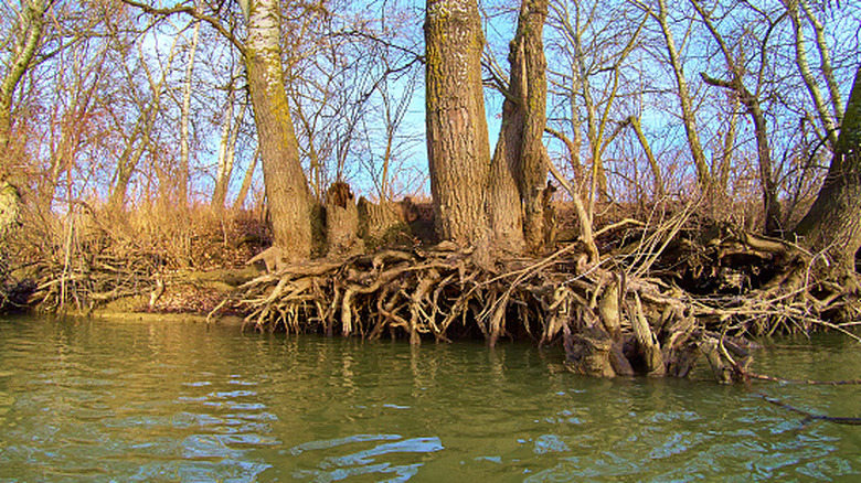 Poplar trees with a complex, crowded root system grow on the banks of a river.