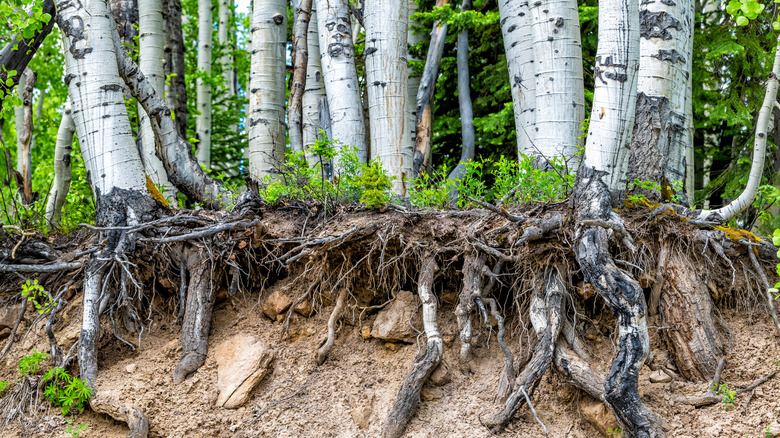 A group of aspen trees in a forest with their shallow roots exposed from soil erosion.