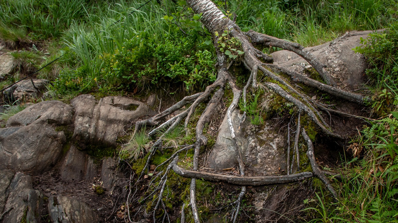 The exposed roots of a birch tree on a river bank