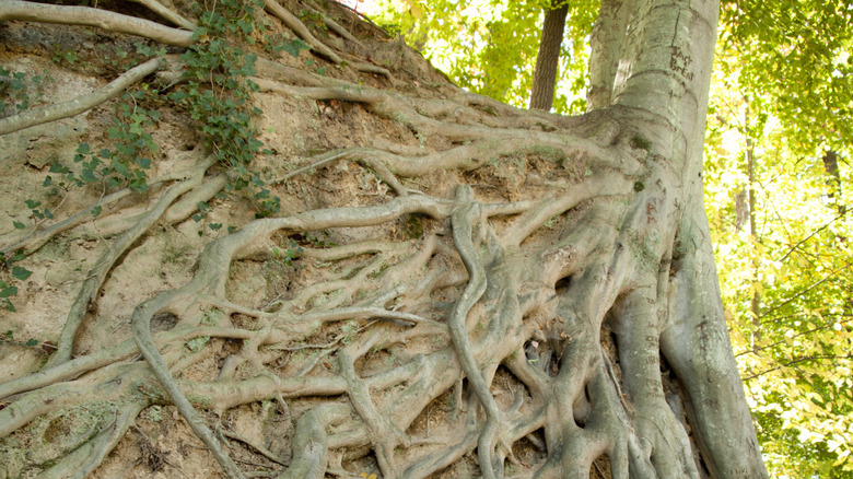The exposed root system of a sycamore tree growing along the banks of a river.