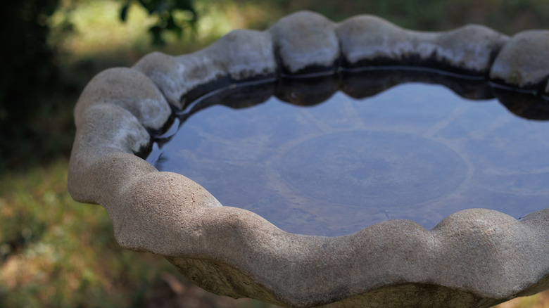 A stone birdbath full of water