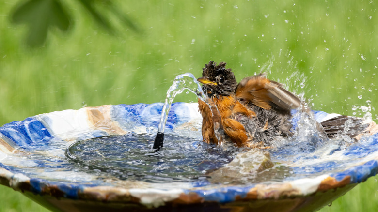 A robin bathes in a birdbath