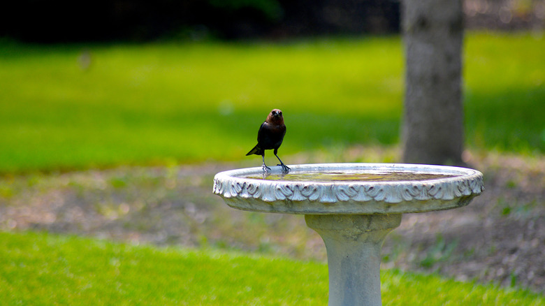 A clean birdbath with a bird perched on it