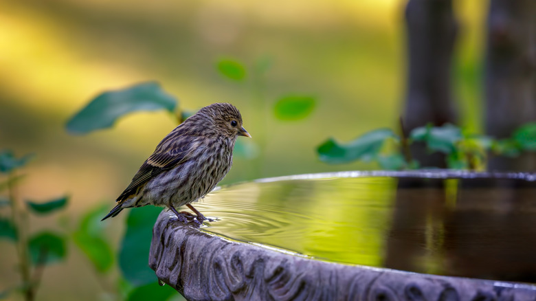 A shaded birdbath with a bird perched on the edge