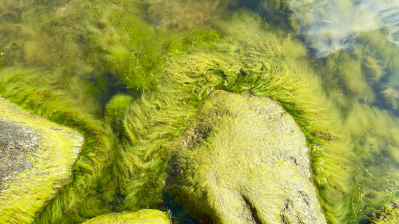 Algae grows on rocks