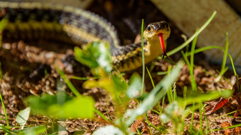 snake in a yard