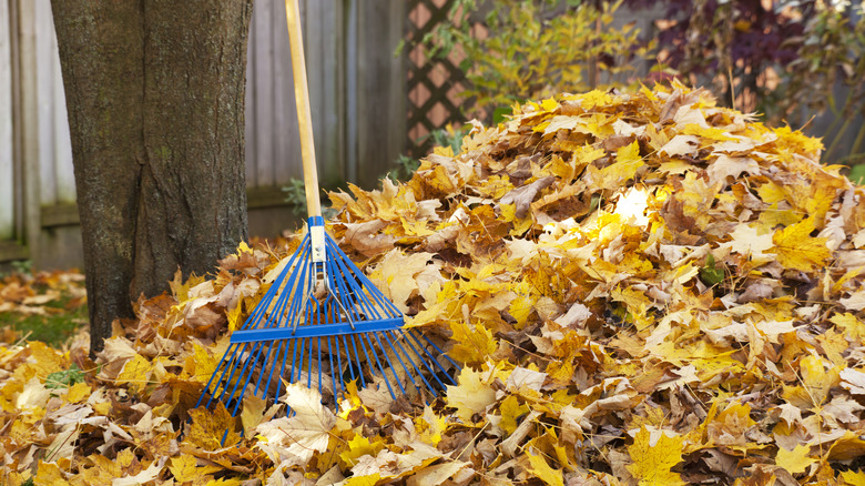 large pile of leaves