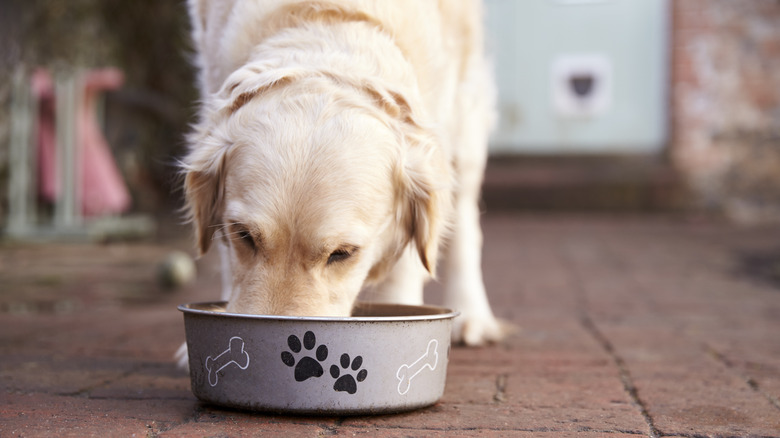 dog eating from outdoor bowl