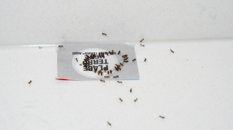 Ants flock to an ant trap with bait
