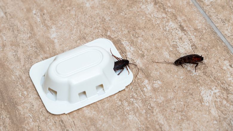 A close-up of a roach next to a roach trap on a tiled floor