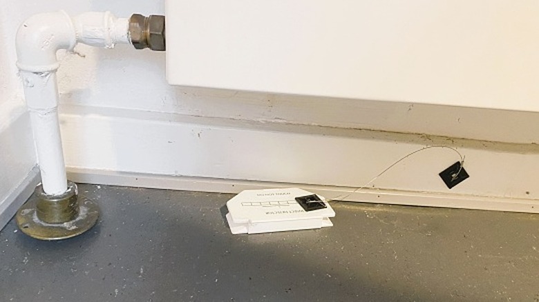 A glue trap for silverfish