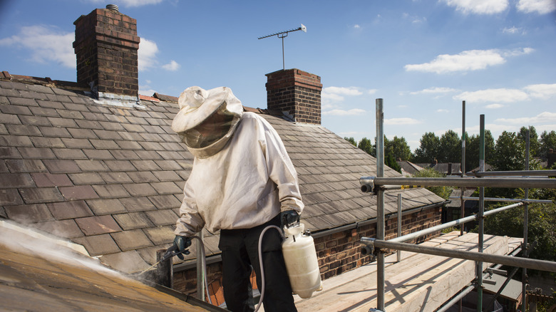A pest control expert sprays a roof where a wasp nest is