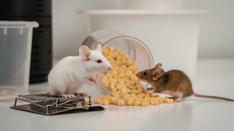 A white mouse stands on top of a mousetrap while a brown mouse looks at a pile or corn kernels