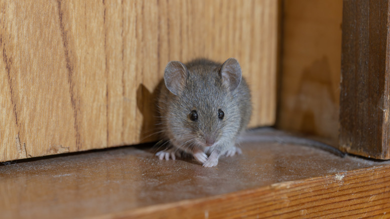 A gray mouse sits on a wooden floor in a hallway