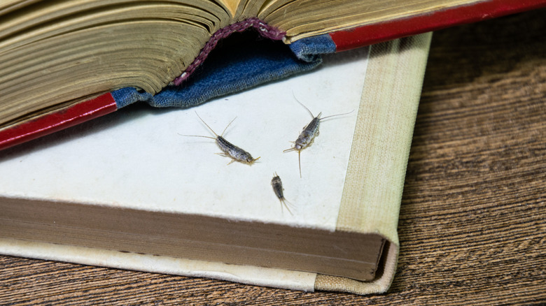 Three silverfish sit on a book with another book open on top of it