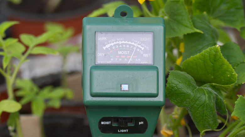 Soil testing device that measures pH pressed into the soil