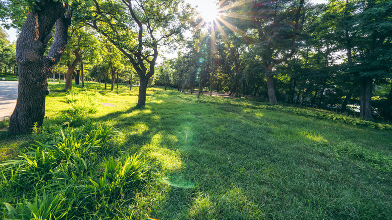 Large lawn with lots of shade