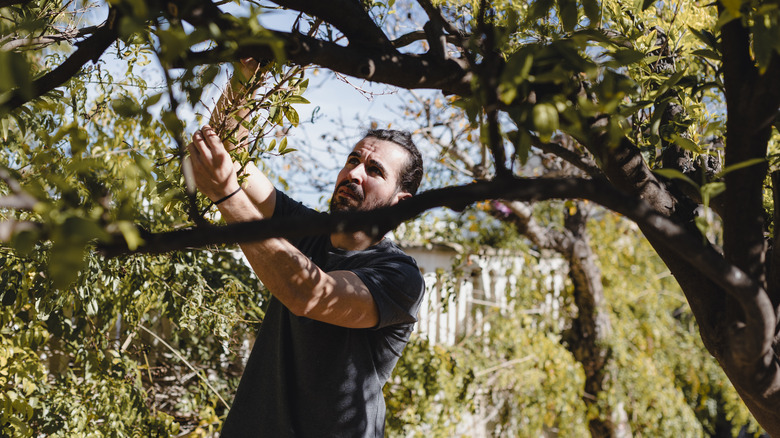 Person pruning branches off of a tree