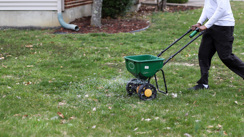Person spreading grass seed over an existing lawn