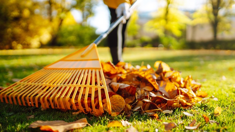 Person raking fall leaves in a yard