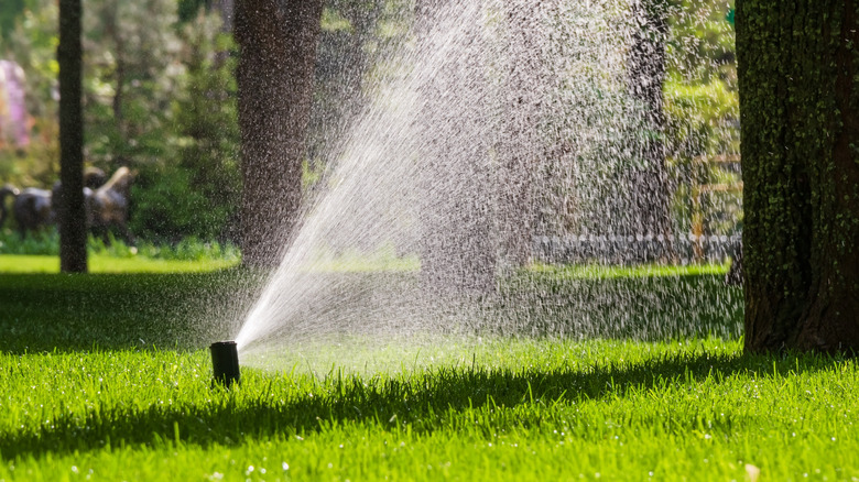 Lawn irrigation system spraying on grass near trees