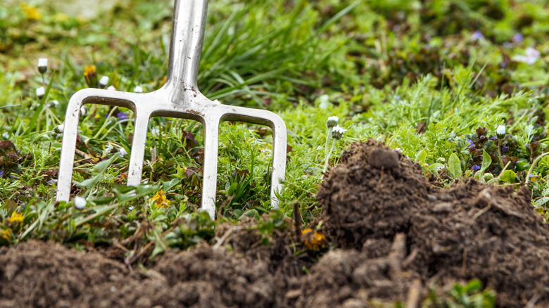 A shiny steel garden fork sticking out of the grass