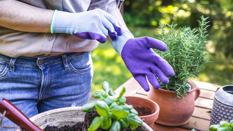 Person putting on a pair of purple garden gloves