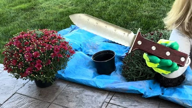 Woman holding a hori hori knife and getting ready to divide flowers