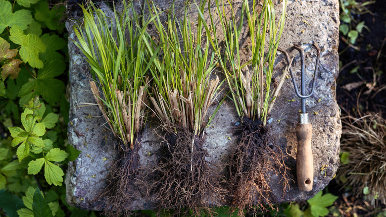 A hand fork next two three divided grasses all laying on a stone slab