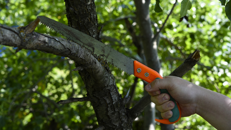 Person using a straight pruning saw on a tree branch