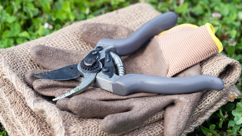 Gray pruning shears sitting on top of gloves and garden cloth