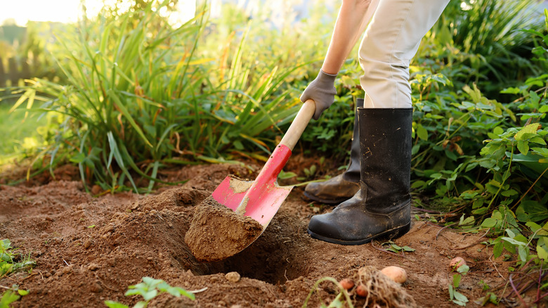 Woman in black boots digging in the garden with a red shovel