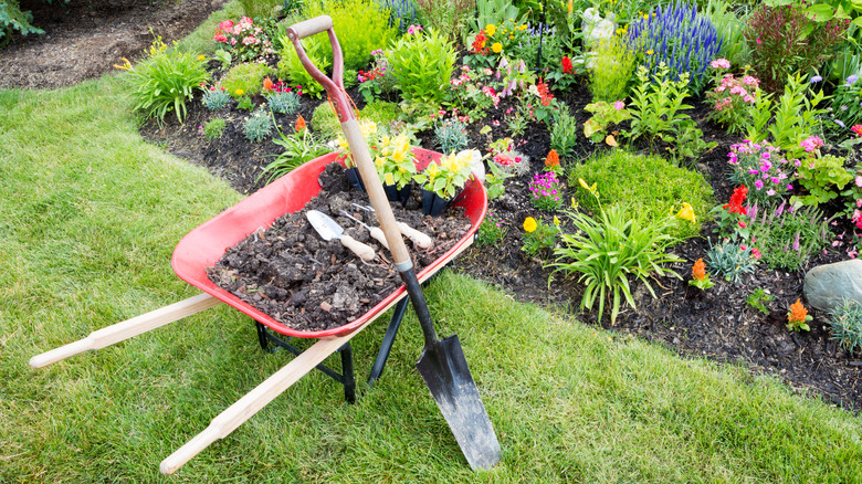 Garden spade leaning against a wheel barrow next to a manicured flower bed