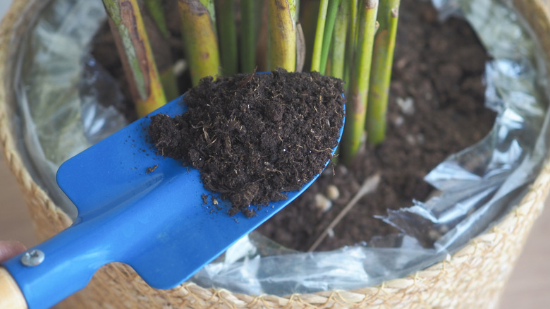 Blue trowel with dirt in it from the pot