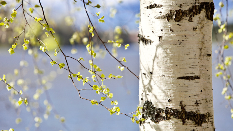 birch tree growing by a lake
