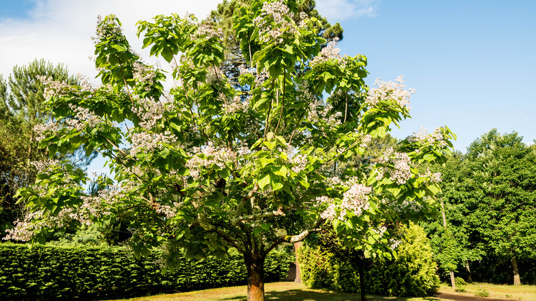 blooming catalpa tree with white flowers