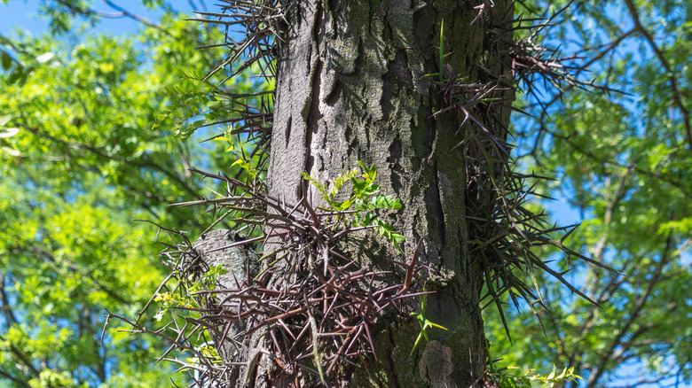 honey locust tree with thorns