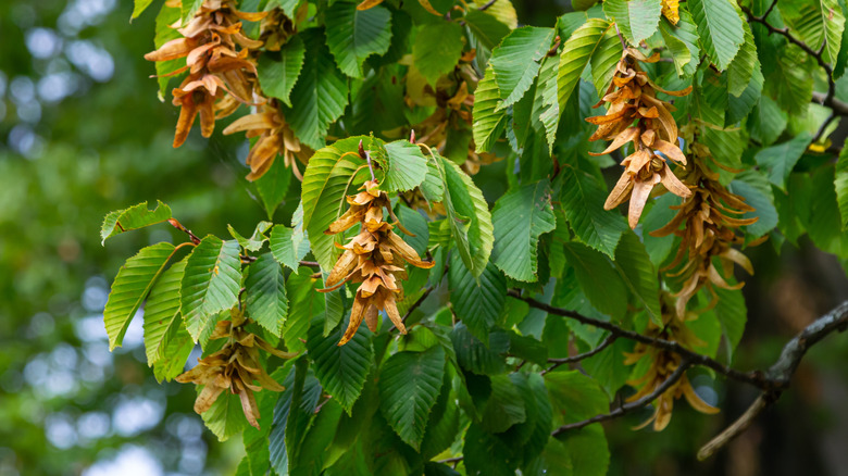 close up of hornbeam tree branches