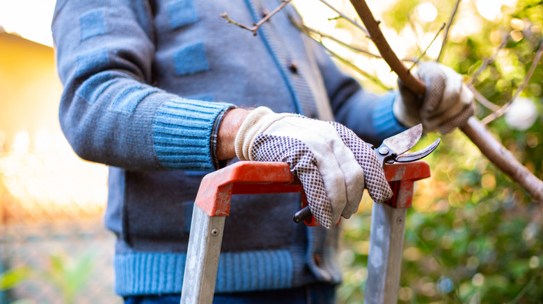 A man on a ladder with pruning shears about to trim a tree
